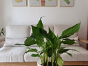 萬(wàn)年青盆栽植物室內(nèi)大型綠植四季常青大葉金鉆 萬(wàn)年青30-40cm8-10棵（樹脂白盆） 含盆 曬單實(shí)拍圖