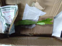 金枝景令箭荷花 仙人掌多肉植物 葉片扦插苗 帶根發(fā)貨 大紅10~20厘米高 不含盆 曬單實(shí)拍圖