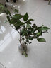 中夢(mèng)茶梅樹(shù)苗品種昭和茶梅花苗綠植物盆景花卉 2-3年茶梅(裸根)1顆 不含盆 曬單實(shí)拍圖