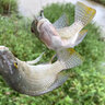 釣魚(yú)王加長(cháng)子線(xiàn)雙鉤金海夕釣鉤專(zhuān)攻翹嘴鳊魚(yú)線(xiàn)組魚(yú)鉤綁好有刺 6付海夕(金)1.6米【鉤11線(xiàn)2.5#】 曬單實(shí)拍圖