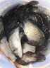 川澤高靈敏鯽魚漂綜合野釣競技魚漂小碎目醒目加粗漂浮抗風浪大物浮標 4-3細尾鯽魚漂 長42CM吃鉛2.1g NA納米全水域綜合漂 曬單實拍圖