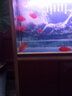 活體寵物血紅鸚鵡魚淡水中大型熱帶觀賞魚元寶發(fā)財魚鸚鵡魚活體魚紅財神魚 12-14cm紅鸚鵡10條 曬單實拍圖