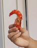 漁忘憂(yōu)烤蝦干即食炭烤蝦干大蝦對蝦干貨海鮮零食下酒菜開(kāi)袋 50g/袋(18-22只)炭烤蝦干 1袋裝 曬單實(shí)拍圖