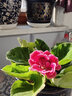 秋穎山東重瓣芙蓉花帶花苞大巖桐盆栽四季開(kāi)花苗好養陽(yáng)臺室內花卉植物 2盆劃算：紅花+紅心白邊 曬單實(shí)拍圖