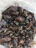 臨世堂正宗牛虻蟲500g特級名貴中藥材牛氓蟲牛芒蟲大個牛蚊子牛蒼蠅 大牛虻蟲100克 曬單實拍圖