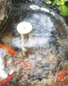 弘晨銅蘑菇噴頭半球噴頭噴水池噴頭噴泉噴頭魚(yú)池噴頭公園銅4分6分景觀 4分/6分通用蘑菇噴頭96克 曬單實(shí)拍圖