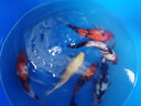 古介日本進口純種大日阪井錦鯉桃太郎觀賞魚精品好運錦鯉魚冷水魚錦鯉 丹頂三色一條（進口帶證書） 15-20厘米 曬單實拍圖