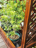 柏菲亞室外防腐木花箱種植箱實(shí)木花盆雙層種植箱網(wǎng)格花槽柵欄隔斷花架 雙層大容量 100*35*90cm 曬單實(shí)拍圖