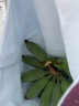 廣東高州小米蘋(píng)果粉香蕉 2斤裝芭蕉軟糯香甜新鮮水果新鮮采摘現發(fā) 蘋(píng)果粉蕉 3斤 凈重裝 曬單實(shí)拍圖