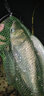 迎科 雙槽新關(guān)東無倒刺釣魚鉤釣鉤漁鉤散裝競技鯽魚鉤鯉魚鉤 黑 雙槽新關(guān)東   5#30枚裝 曬單實拍圖