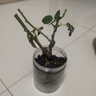 新娘玫瑰花苗 紅色玫瑰帶花苞花卉觀花綠植物陽(yáng)臺(tái)盆栽大花濃香玫瑰盆栽 小苗【營(yíng)養(yǎng)土帶缽發(fā)貨】 不含盆 曬單實(shí)拍圖