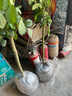 南陽(yáng)嫁接樹(shù)狀月季花苗庭院盆栽地栽樹(shù)樁月季樹(shù)特大花濃香開(kāi)花 樹(shù)樁多色1.5公分 不含盆 曬單實(shí)拍圖