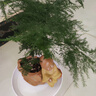 京云夢(mèng)金錢樹盆栽植物花卉客廳喬遷新居植物40-50青色財(cái)源滾滾源頭直發(fā) 曬單實(shí)拍圖