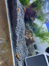 噢水噢蘋果螺馬來螺魚缸草缸工具清潔除藻觀賞螺水族淡水寵物蝸?；铙w叁 馬來螺5只送2只備損 曬單實拍圖