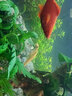 云峰海瑞 小型熱帶魚觀賞魚活體紅綠燈魚淡水水族魚寵物虎(四間魚)皮魚 鶯歌燕舞仙女合輯 共4條 曬單實(shí)拍圖