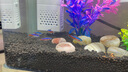 森森（SUNSUN） 水草泥魚(yú)缸水草缸造景陶粒砂底砂水草泥 （國產(chǎn)精選）1升裝 顆粒2-3mm 曬單實(shí)拍圖