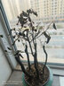 小葉紫檀盆景樹(shù)苗紫檀樹(shù)樁室內(nèi)陽(yáng)臺(tái)盆栽花卉綠植耐寒四季常青植物 樁形 高30厘米 一盆3棵 曬單實(shí)拍圖