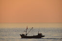 適馬/Sigma 70-200 50-100 100-400全幅防抖大光圈中長焦打鳥二手鏡頭 95新 適馬150-600/5-6.3 OS HSM S版 標配 尼康口 曬單實拍圖