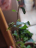 曼杉園（manshanyuan）小木槿盆栽薄荷冰當(dāng)年開(kāi)花紫玉藍(lán)莓冰沙木槿花樹(shù)苗耐寒熱植物大花 紫玉大花木槿 中苗40-80cm原盆發(fā)貨 曬單實(shí)拍圖
