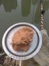 龍王恨魚餌新三樣大藍鯽腥世界鯽魚鯉魚餌料黑坑釣餌魚餌夏季鯽魚套餐 大藍鯽330克 1包 曬單實拍圖