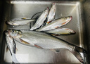 Wifreo路亞夜光擋珠原色發(fā)光誘魚熒光小擋豆垂釣圓形夜光珠路亞餌小配件 超亮長效夜光珠【5mm】白色 曬單實(shí)拍圖