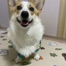嬉皮狗（hipidog）寵物柯基狗狗雨衣四腳防水全包法斗柴犬斗牛小型犬中型犬雨披衣服 【四腳款】黃綠撞色 XL （建議體重24-30斤） 曬單實拍圖