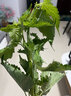 辰實(shí)四川新鮮藿香葉【順豐】魚香葉木香子香菜小茴香 1斤 曬單實(shí)拍圖