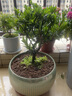 盆景羅漢松 羅漢松盆景樹(shù)苗小葉雀舌室內好養造型樹(shù)老樁盆栽造景植物Z1 中號羅漢松5年苗塑料原盆 (注意尺寸) 含盆 曬單實(shí)拍圖