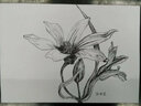 黑白花意 3 300例超寫實的花之繪（繪客出品） 曬單實拍圖