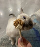 貓?zhí)砂舭籼遣菰蓽鼉龈缮侨庳埩闶吵捎棕堖淠パ罎嶟X肉干增肥發(fā)腮 牛肉火龍果 15根/盒 曬單實(shí)拍圖