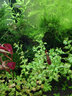 保拿仕 熱帶魚(yú)糧魚(yú)糧保拿仕增艷粘貼魚(yú)糧魚(yú)食小型魚(yú)飼料 100g/250ml 粘貼魚(yú)糧 曬單實(shí)拍圖