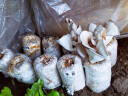 禹知蔬蘑菇种植包平菇菌包家庭种香菇菌种菌菇种子椴木棒可食用菌种包 灰平菇种植大菌包3个约6斤 实拍图