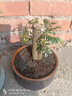 漢檸  小葉紫檀盆景樹(shù)樁 小葉紫檀苗 黑骨檀，小葉紫檀樹(shù)苗，室內陽(yáng)臺盆栽花卉 帶盆帶土發(fā) 大獨干紫檀高25-30左右粗約2cm原盆原土 曬單實(shí)拍圖