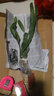 金枝景曇花苗室內(nèi)陽(yáng)臺(tái)庭院植物綠色盆栽盆景花卉曇花一現(xiàn)適合新手養(yǎng)殖 冰晶3年苗【當(dāng)年開(kāi)花20-30厘米高】 不含盆 曬單實(shí)拍圖