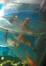 AIPHAROW觀(guān)賞魚(yú)錦鯉魚(yú)活體冷水魚(yú)金魚(yú)魚(yú)苗大正紅白黃金烏金白寫(xiě)丹頂淡水魚(yú) 8-10cm（虎皮3+別甲2+火鯉2） 曬單實(shí)拍圖