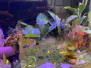 云峰海瑞 水草活體魚(yú)缸造景套餐用品水族箱裝飾魚(yú)缸種子沉木活水草 大水榕沉木單頭 曬單實(shí)拍圖