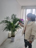 看匠 散尾葵盆栽 鳳尾竹室內(nèi)客廳大型綠植袖珍椰子夏威夷盆景富貴葉子 高度1.5-1.6米一盆 含盆 曬單實(shí)拍圖