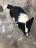 哇米邊牧犬專用狗玩具不倒翁狗狗解悶漏食器智力益智漏食球耐咬寵物 寵物漏食器【狗狗益智玩具】 曬單實(shí)拍圖