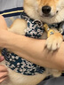 TRUELOVE狗狗牽引繩背心式遛狗鏈子小型犬胸背帶泰迪金毛寵物用品法斗柯基 碎花藍（不含牽引繩） M胸圍56-69cm建議7-18kg 曬單實(shí)拍圖