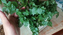 若綠 幸福樹(shù) 盆栽大小樹(shù)苗室內客廳綠植四季常青植物 幸福樹(shù)20-30厘米 曬單實(shí)拍圖