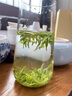 皇裕號(hào)黃山毛峰2025年新茶特級(jí)明前茶葉安徽綠茶高檔禮盒裝250g送禮長(zhǎng)輩 青花山水雙罐禮盒裝 曬單實(shí)拍圖