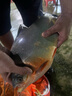 颶利強 大力馬子線(xiàn)綁好魚(yú)鉤套裝成品雙鉤防纏繞全套鯽鯉草鳊魚(yú)釣魚(yú)鉤 防咬子線(xiàn)pe未打結子線(xiàn) 大力馬雙鉤伊勢尼有刺7號/1.2號線(xiàn)/10付 曬單實(shí)拍圖