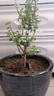 御春閣大葉玉樹(shù)盆栽陽(yáng)臺室內綠植辦公室花卉多肉植物燕子掌金枝玉葉盆栽 青葉金枝干玉葉高20厘米 曬單實(shí)拍圖