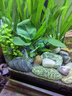 活體寵物一線飛狐魚活體 熱帶觀賞淡水寵物草缸工具除絲毛藻油膜黑毛藻 一線飛狐（2-3CM）5條裝 曬單實(shí)拍圖