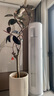 花城水調(diào)黑金剛橡皮樹客廳綠植大盆栽造型室內(nèi)四季好養(yǎng)辦公室陽(yáng)臺(tái)大型綠植 橡皮樹1.7-1.9m+豎紋高水泥盆 曬單實(shí)拍圖