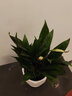 花友白掌盆栽一帆風(fēng)順水培植物室內花卉綠植水養紅掌粉掌 白掌6-9株帶花（棱形陶瓷盆） 含盆 曬單實(shí)拍圖
