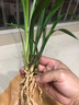 劉閣蘭花劉閣蘭花苗 寒蘭紅鳳奇花 冬帶花苞出售奇花珍品室內(nèi)花卉好養(yǎng)盆栽 3苗連體壯苗裸根 曬單實(shí)拍圖