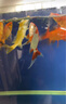 大拇指錦鯉魚飼料小金魚蘭壽觀賞魚食顆粒色揚魚糧通用型 300g桶/4毫米 曬單實拍圖