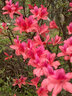 壹植雙季映山紅樹(shù)苗當年開(kāi)花毛杜鵑花苗南方北方種植抗寒抗凍映山紅苗 【映山紅】3年苗 買(mǎi)二送一 不含盆 曬單實(shí)拍圖