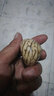 彩荷象牙果原籽雕刻原料大中小果原果七夕禮物 特大果/顆 曬單實拍圖